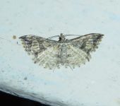 Alucitidae