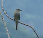 Contopus sordidulus Contopus sordidulus - Western Wood-Pewee - Pibí Occidental