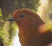 Grallaria alvarezi Tororoi chamí / Chami Antpitta / Grallaria alvarezi (Passeriformes, Grallariidae). Fotografía: Sebastián Berrío