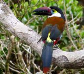 Terlaque pechiazul / Black-billed Mountain-Toucan / Andigena nigrirostris (Piciformes, Ramphastidae). Fotografía: Sebastián Berrío
