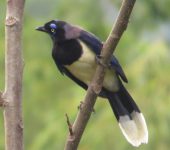 Carriquí pechiblanco / Black-chested Jay / Cyanocorax affinis (Passeriformes, Corvidae). Fotografía: Sebastián Berrío