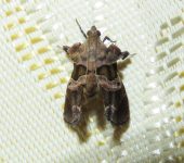Pyralidae Pyralidae, Lepidoptera