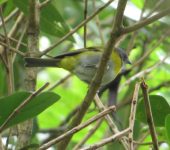 Montero gorgigris / Ashy-throated Chlorospingus / Chlorospingus canigularis (Passeriformes, Passerellidae). Fotografía: Sebastián Berrío