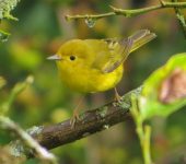 Setophaga petechia Reinita amarilla / Yellow Warbler / Setophaga petechia (Passeriformes, Parulidae). Fotografía: Sebastián Berrío