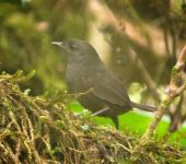 Scytalopus spillmanni Tapaculo de Spillmann / Spillmann's Tapaculo / Scytalopus spillmanni (Passeriformes, Rhinocryptidae). Fotografía: Sebastián Berrío