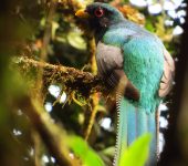 Trogon personatus (Trogoniformes, Trogonidae)