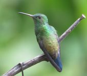 Saucerottia saucerottei Amazilia coliazul / Steely-vented Hummingbird / Saucerottia saucerottei (Caprimulgiformes, Trochilidae). Fotografía: Sebastián Berrío