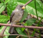 Semillero gris / Gray Seedeater / Sporophila intermedia (Passeriformes, Thraupidae). Fotografía: Sebastián Berrío