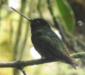 Coeligena orina Colibrí del sol (Coeligena orina) - Dusky Starfrontlet