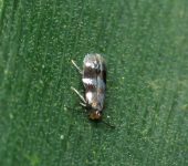 Nepticulidae Stigmella sp. (Lepidoptera, Nepticulidae)