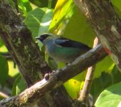 Tangara verde plata / Metallic-green Tanager / Tangara labradorides (Passeriformes, Thraupidae). Fotografía: Sebastián Berrío