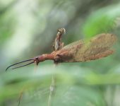 Corydalus sp. (Megaloptera)