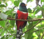 Trogón enmascarado / Masked Trogon / Trogon personatus (Trogoniformes, Trogonidae). Fotografía: Jorge Cano