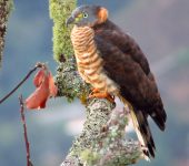 Gavilán picogancho / Hook-billed Kite / Chondrohierax uncinatus (Accipitriformes, Accipitridae). Fotografía: Sebastián Berrío