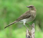Mayo / Black-billed Thrush / Turdus ignobilis (Passeriformes, Turdidae). Fotografía: Sebastián Berrío
