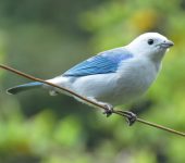 Thraupis episcopus (Passeriformes, Thraupidae)