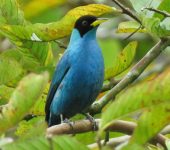 Mielero verde / Green Honeycreeper / Chlorophanes spiza (Passeriformes, Thraupidae). Fotografía: Sebastián Berrío