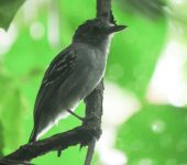 Thamnophilus atrinucha Thamnophilus atrinucha - Black-crowned Antshrike - Batará Occidental