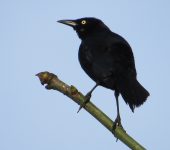Quiscalus lugubris Tordo llanero / Carib Grackle / Quiscalus lugubris (Passeriformes, Icteridae). Fotografía: Sebastián Berrío