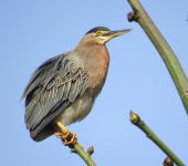 Butorides striata Garcita rayada / Striated Heron / Butorides striata (Pelecaniformes, Ardeidae). Fotografía: Jorge Cano