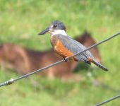 Megaceryle torquata (Coraciiformes, Alcedinidae)