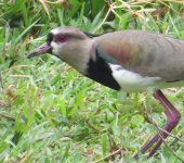 Vanellus chilensis (Charadriiformes, Charadriidae)