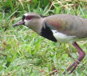 Alcaraván / Southern Lapwing / Vanellus chilensis (Charadriiformes, Charadriidae). Fotografía: Jorge Cano