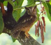 Currucutú común / Tropical Screech-Owl / Megascops choliba (Strigiformes, Strigidae). Fotografía: Sebastián Berrío