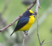 Euphonia laniirostris Eufonia gorgiamarilla / Thick-billed Euphonia / Euphonia laniirostris (Passeriformes, Fringillidae). Fotografía: Jorge Cano