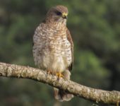 Gavilán aliblanco / Broad-winged Hawk / Buteo platypterus (Accipitriformes, Accipitridae). Fotografía: Jorge Cano