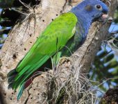 Lora cabeciazul / Blue-headed Parrot / Pionus menstruus (Psittaciformes, Psittacidae). Fotografía: Sebastián Berrío)
