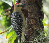 Carpintero habado / Red-crowned Woodpecker / Melanerpes rubricapillus (Piciformes, Picidae). Fotografía: Jorge Cano