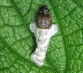 Depressariidae Antaeotricha sp. (Lepidoptera, Depressariidae, Stenomatinae). Fotografía: Sebastián Berrío