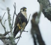 Falco femoralis - Halcón plomizo (Aplomado Falcon)