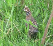 Perdiz cilindra / Crested Bobwhite / Colinus cristatus (Galliformes, Odontophoridae). Fotografía: Jorge Cano