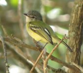 Tolmomyias sulphurescens Picoplano azufrado / Yellow-olive Flycatcher / Tolmomyias sulphurescens (Passeriformes, Tyrannidae). Fotografía: Sebastián Berrío