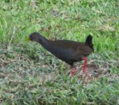 Pardirallus nigricans (Gruiformes, Rallidae)