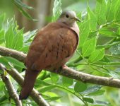 Columbina talpacoti Tortolita común / Ruddy Ground-Dove / Columbina talpacoti (Columbiformes, Columbidae). Fotografía: Sebastián Berrío