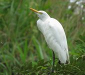 Bubulcus ibis Garcita del ganado / Cattle Egret / Bubulcus ibis (Pelecaniformes, Ardeidae). Fotografía: Sebastián Berrío