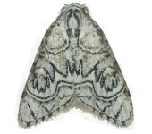 Nolidae Meganola cf. polyodonta (Lepidoptera, Nolidae, Nolinae, Nolini). Fotografía: Sebastián Berrío