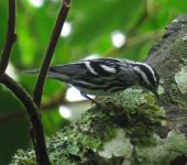 Mniotilta varia Reinita trepadora / Black-and-white Warbler / Mniotilta varia (Passeriformes, Parulidae). Fotografía: Sebastián Berrío