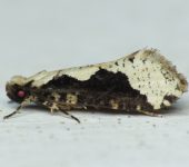 Tineidae Daviscardia mackiei (Lepidoptera, Tineidae) - Polilla de la ropa