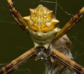 Argiope argentata (Araña plateada de jardín) - Araneae, Araneidae - Bioexploradores