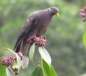 Patagioenas fasciata Torcaza collareja / Band-tailed Pigeon / Patagioenas fasciata (Columbiformes, Columbidae). Fotografía: Jorge Cano