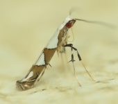 Gracillariidae