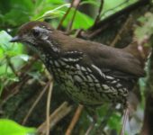 Tovacá turdino / Schwartz's Antthrush / Chamaeza turdina (Passeriformes, Formicariidae). Fotografía: Jorge Cano