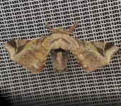 Bombycidae