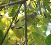 Vireo leucophrys Verderón montañero / Brown-capped Vireo / Vireo leucophrys (Passeriformes, Vireonidae). Fotografía: Sebastián Berrío