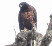 Águila crestada / Black-and-chestnut Eagle / Spizaetus isidori (Accipitriformes, Accipitridae). Fotografía: Jorge Cano