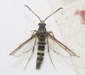 Sesiidae Sesiidae